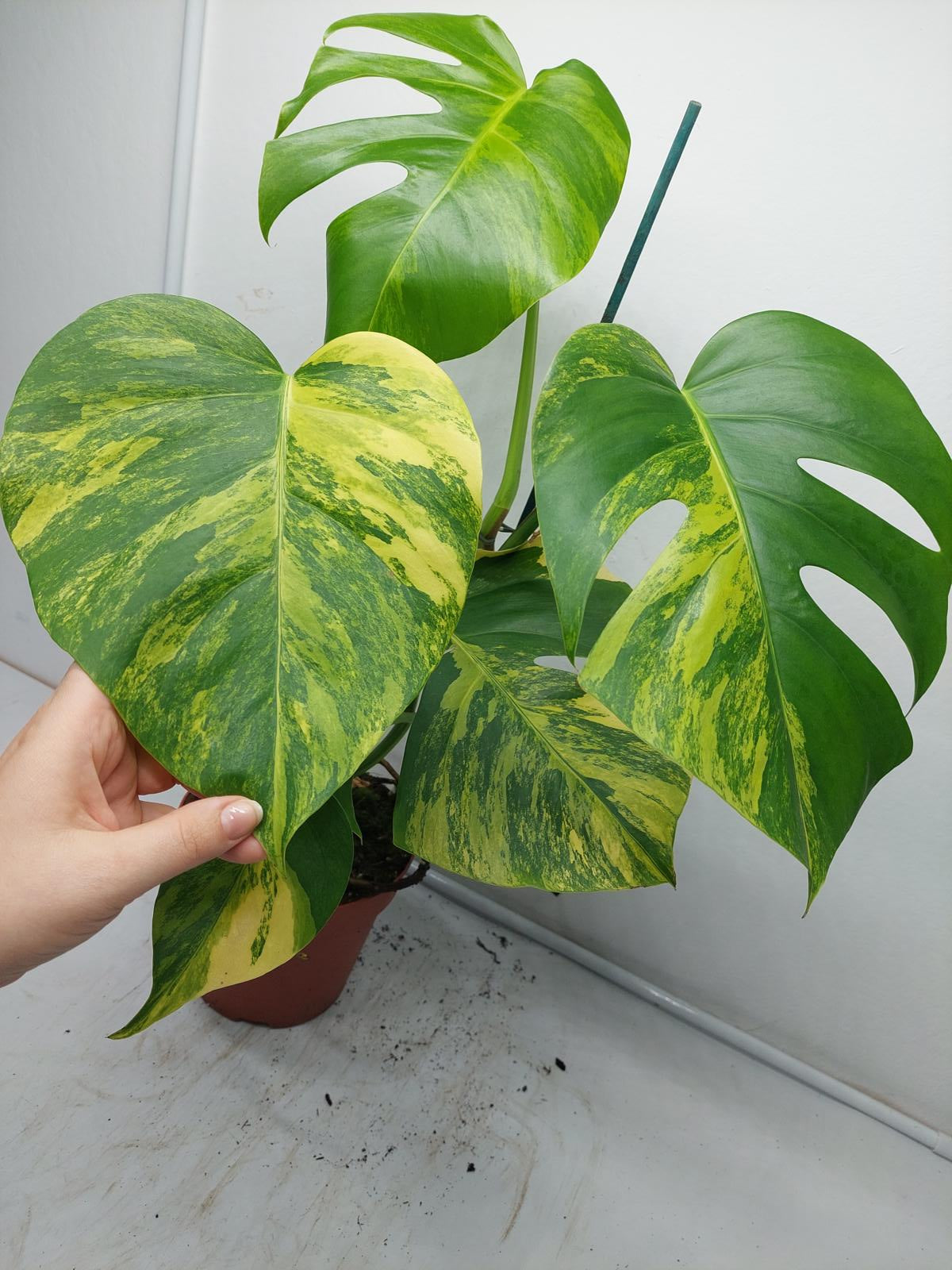 Monstera Aurea Variegata