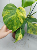 Monstera Aurea Variegata