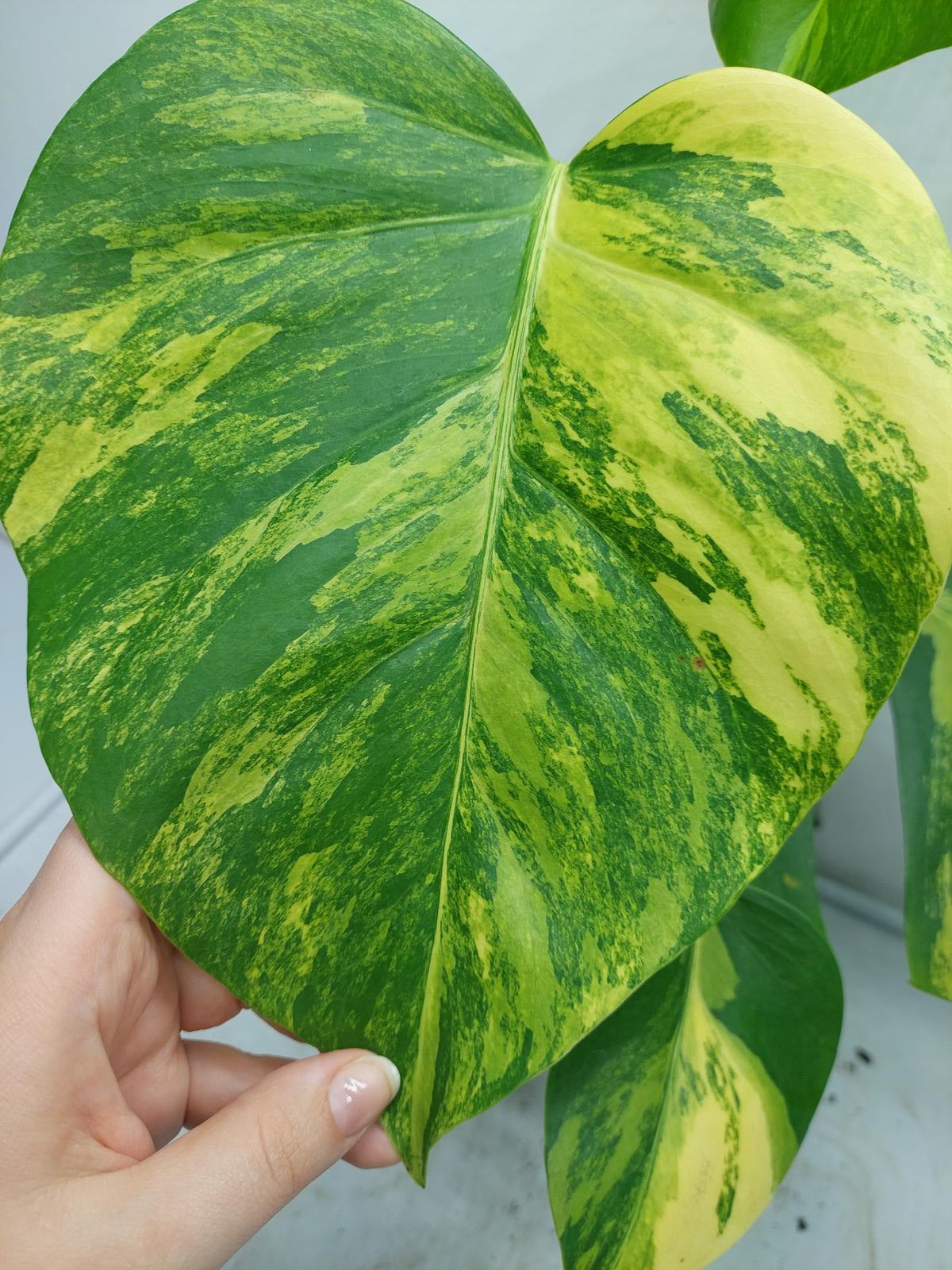 Monstera Aurea Variegata