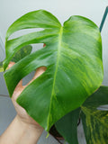 Monstera Aurea Variegata