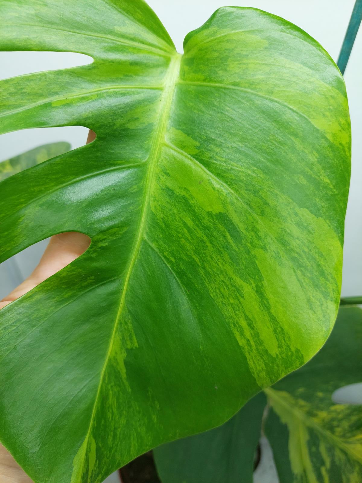 Monstera Aurea Variegata