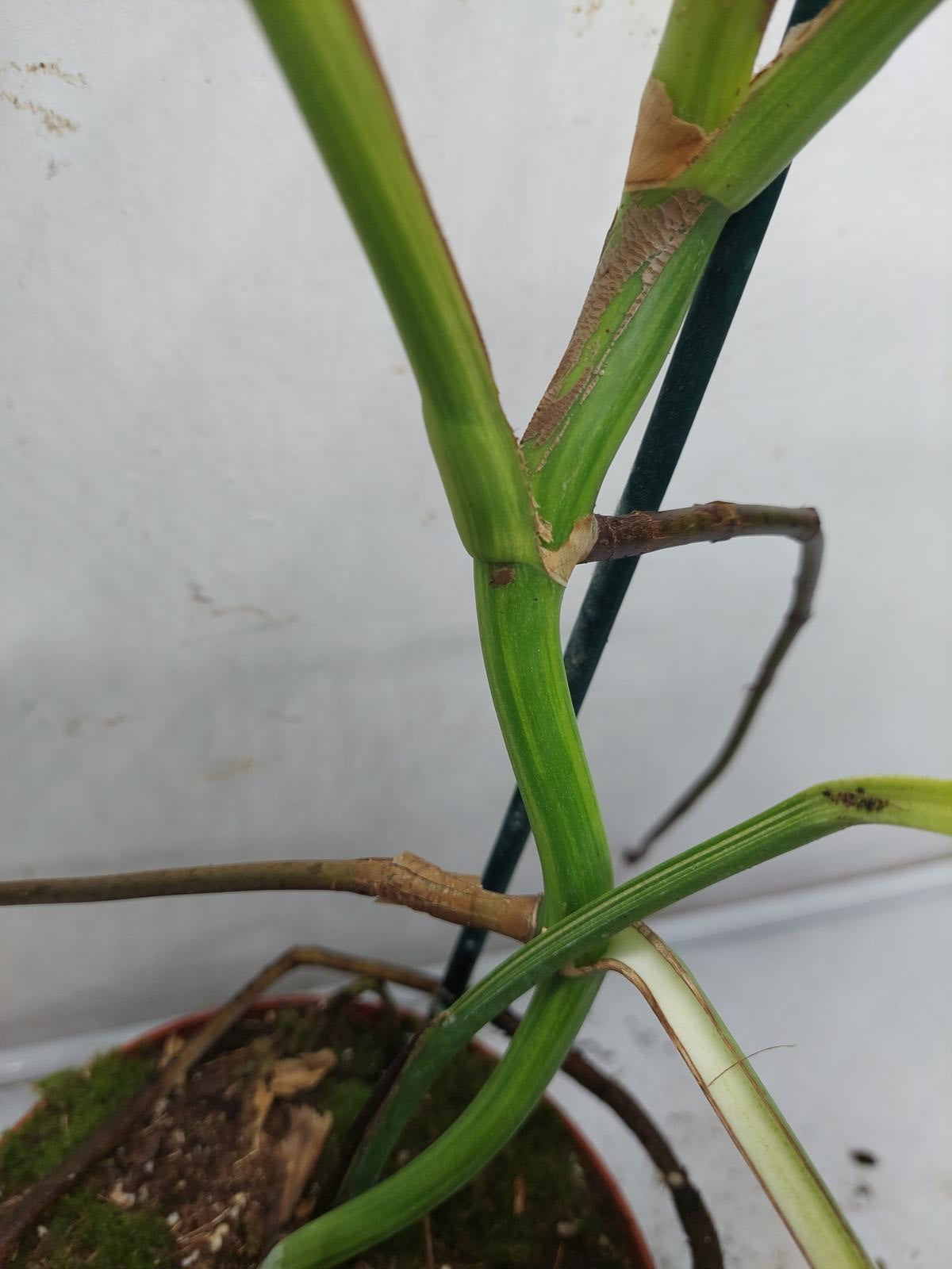 Monstera Aurea Variegata