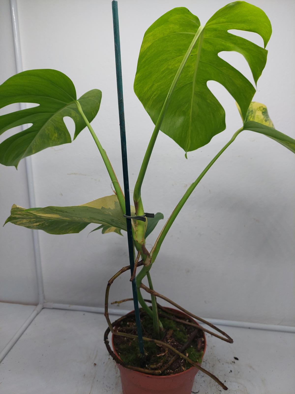 Monstera Aurea Variegata