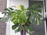 Monstera Thai Constellation groß