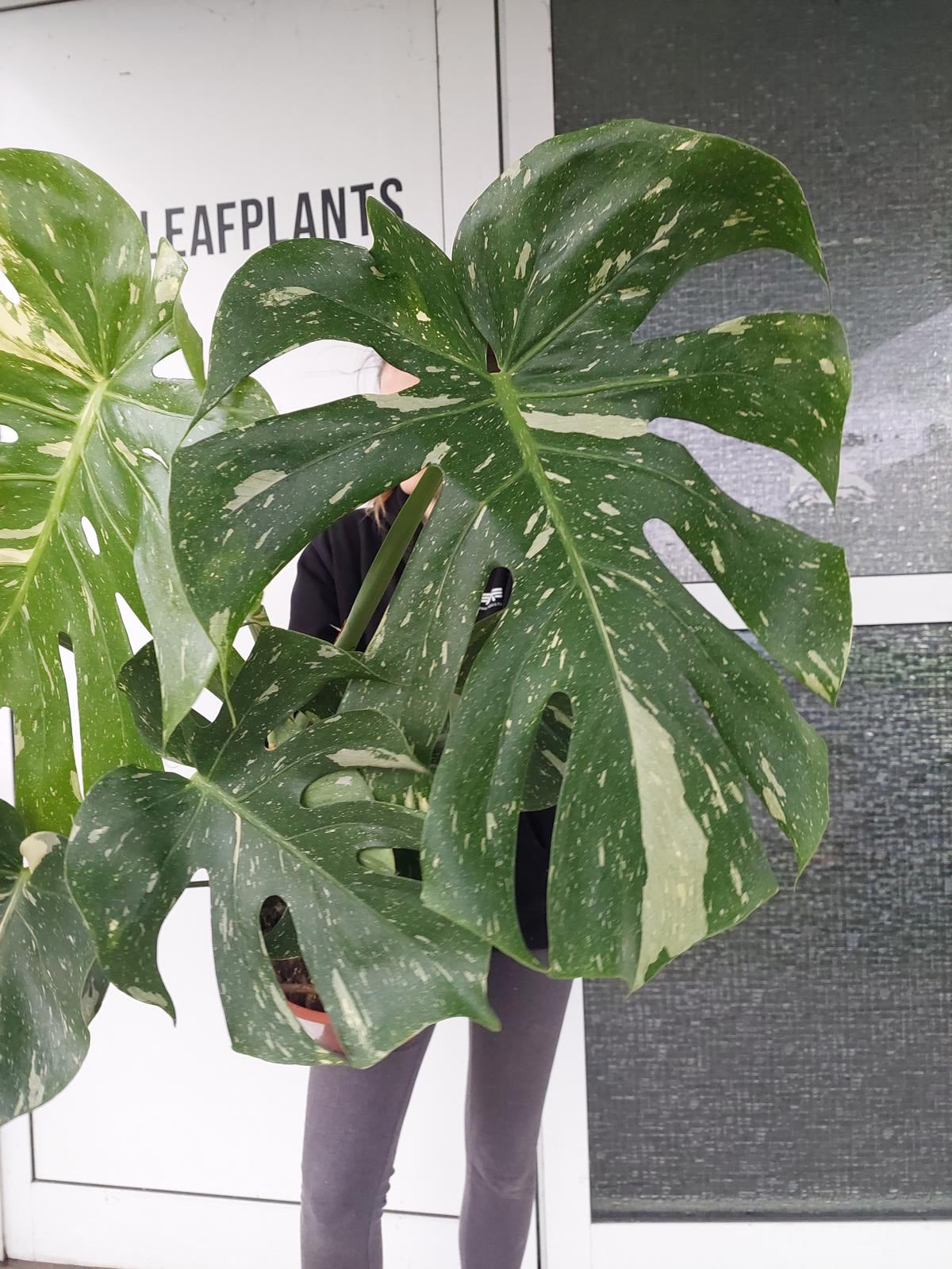 Monstera Thai Constellation groß