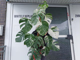 Monstera Variegata Groß