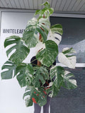 Monstera Variegata Groß