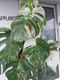 Monstera Variegata Groß