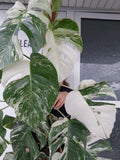 Monstera Variegata Groß