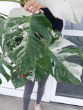 Monstera Variegata Groß