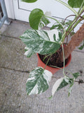 Monstera Variegata Groß