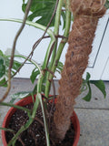 Monstera Variegata Groß