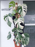 Monstera Variegata Groß