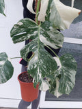 Monstera Variegata Groß