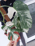 Monstera Variegata Groß