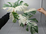 Monstera Variegata (zum aussuchen)