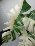 Monstera Variegata (zum aussuchen)