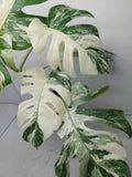 Monstera Variegata (zum aussuchen)