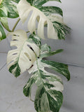 Monstera Variegata (zum aussuchen)