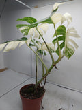 Monstera Variegata (zum aussuchen)