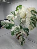 Monstera Variegata (zum aussuchen)