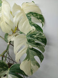 Monstera Variegata (zum aussuchen)