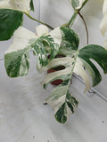 Monstera Variegata (zum aussuchen)