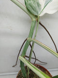 Monstera Variegata (zum aussuchen)