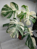 Monstera Variegata (zum aussuchen)