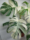 Monstera Variegata (zum aussuchen)