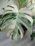 Monstera Variegata (zum aussuchen)