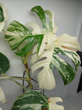 Monstera Variegata (zum aussuchen)