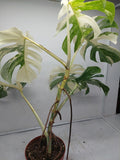 Monstera Variegata (zum aussuchen)