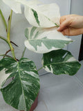 Monstera Variegata (zum aussuchen)