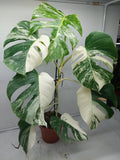 Monstera Variegata (zum aussuchen)