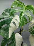 Monstera Variegata (zum aussuchen)