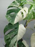 Monstera Variegata (zum aussuchen)