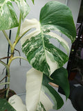 Monstera Variegata (zum aussuchen)