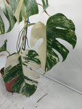 Monstera Variegata (zum aussuchen)