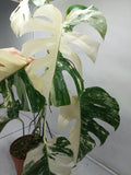 Monstera Variegata (zum aussuchen)