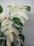 Monstera Variegata (zum aussuchen)