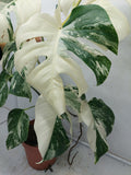 Monstera Variegata (zum aussuchen)