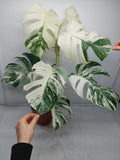 Monstera Variegata (zum aussuchen)