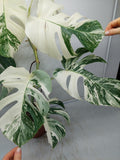 Monstera Variegata (zum aussuchen)