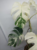 Monstera Variegata (zum aussuchen)