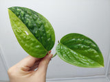 Monstera Karstenianum Peru Variegata Steckling