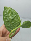 Monstera Karstenianum Peru Variegata Steckling