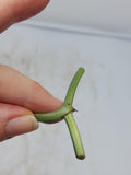 Monstera Karstenianum Peru Variegata Steckling