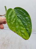 Monstera Karstenianum Peru Variegata Steckling