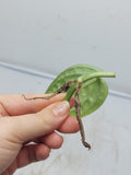 Monstera Karstenianum Peru Variegata Steckling